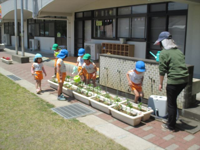 年長の子どもたちが苗の水やりや靴箱の掃除をしました 宮崎学園短期大学附属清武みどり幼稚園公式ウェブサイト宮崎学園短期大学附属清武みどり幼稚園 公式ウェブサイト