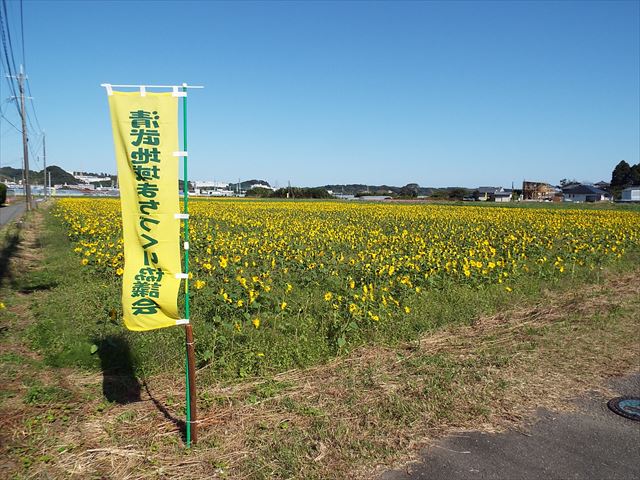 ひまわり畑を見に行ってきました 宮崎学園短期大学附属清武みどり幼稚園公式ウェブサイト宮崎学園短期大学附属清武みどり幼稚園公式ウェブサイト