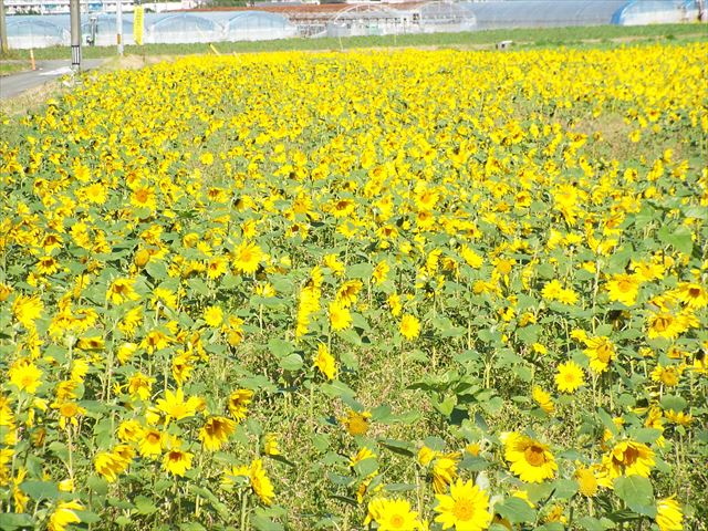 ひまわり畑を見に行ってきました 宮崎学園短期大学附属清武みどり幼稚園公式ウェブサイト宮崎学園短期大学附属清武みどり幼稚園公式ウェブサイト